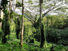 Load image into Gallery viewer, Rain forest photo - 4 images, 3 variants with diff images and prices