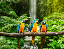 Load image into Gallery viewer, Rain forest photo - 4 images, 3 variants with diff images and prices