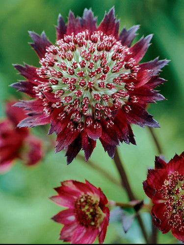 Astrantia, Moulin Rouge